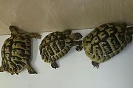 żółwie greckie,dorosłe, Góra