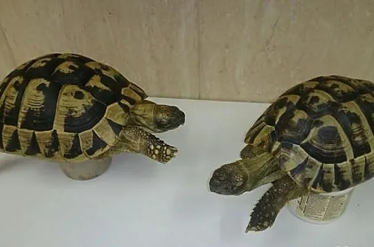 żółwie greckie,dorosłe