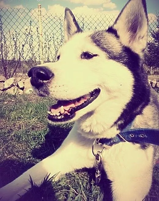 Zaginęłą suczka syberian husky, świętokrzyskie Ki