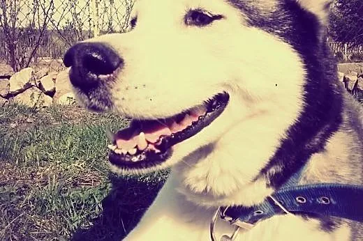 Zaginęłą suczka syberian husky, świętokrzyskie Kielce
