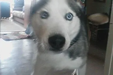 Zaginęłą suczka syberian husky,  świętokrzyskie Ki