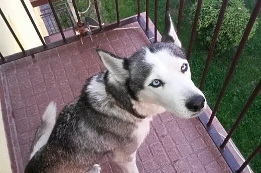 Zaginęłą suczka syberian husky,  świętokrzyskie Ki