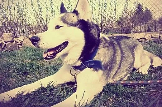 Zaginęłą suczka syberian husky,  świętokrzyskie Ki
