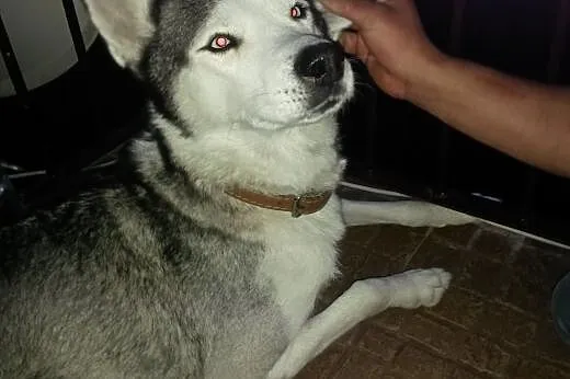 Zaginęłą suczka syberian husky,  świętokrzyskie Ki