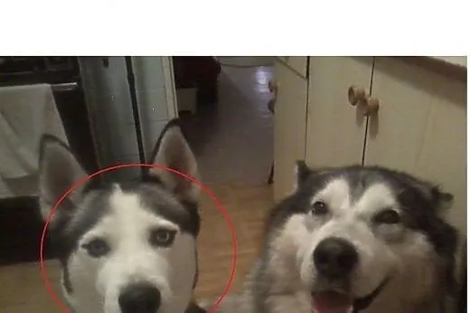 Zaginęłą suczka syberian husky,  świętokrzyskie Ki