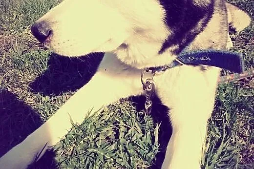 Zaginęłą suczka syberian husky,  świętokrzyskie Ki