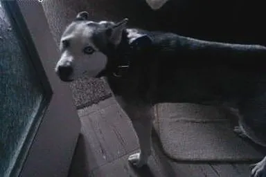 Zaginęłą suczka syberian husky,  świętokrzyskie Ki