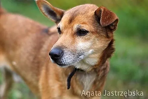 Mały Wolcik potrzebuje domu...,  warmińsko-mazursk
