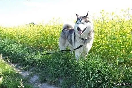 Piękny, inteligentny, radosny alaskan Winter szuka