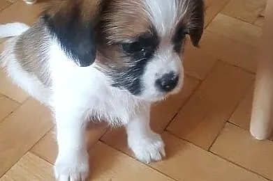 Shih-tzu, Opoczno