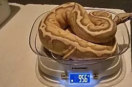Ret Stripe Pastel YB Lesser Het clown