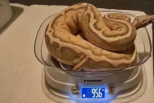 Ret Stripe Pastel YB Lesser Het clown