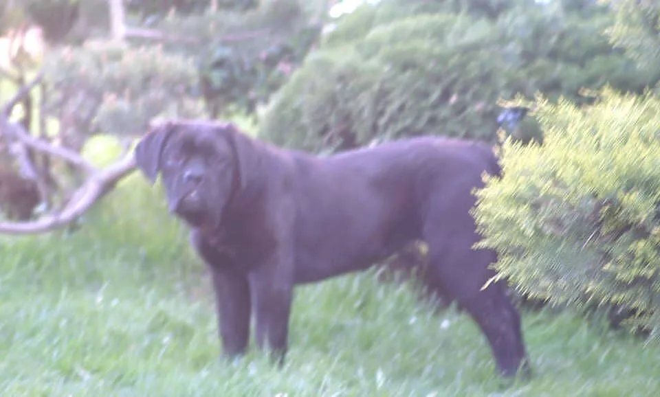 Cane Corso FCI suczka, mocna budowa, Świętokrzyskie, Chęciny