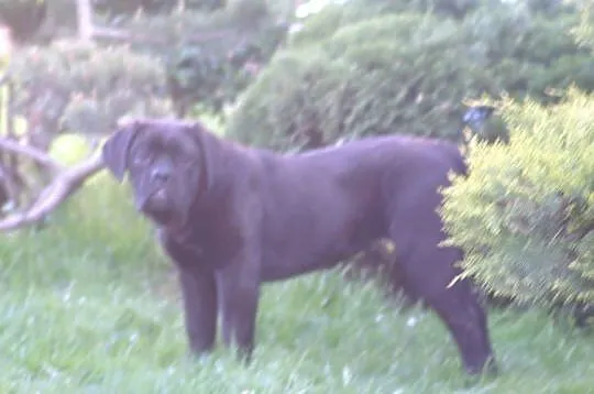 Cane Corso FCI suczka, mocna budowa, Świętokrzyskie, Chęciny