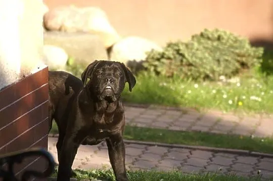 Cane Corso FCI suczka, mocna budowa, Świętokrzyskie, Chęciny
