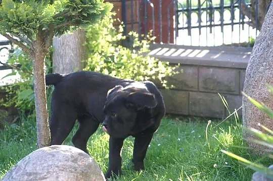 Cane Corso FCI suczka, mocna budowa, Świętokrzyskie, Chęciny