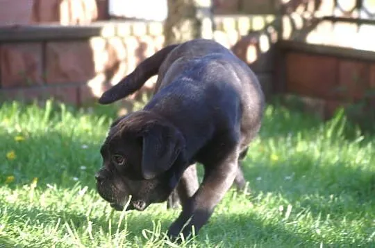 Cane Corso FCI suczka, mocna budowa, Świętokrzyskie, Chęciny
