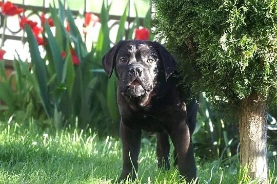 Cane Corso FCI suczka, mocna budowa, Świętokrzyskie, Chęciny