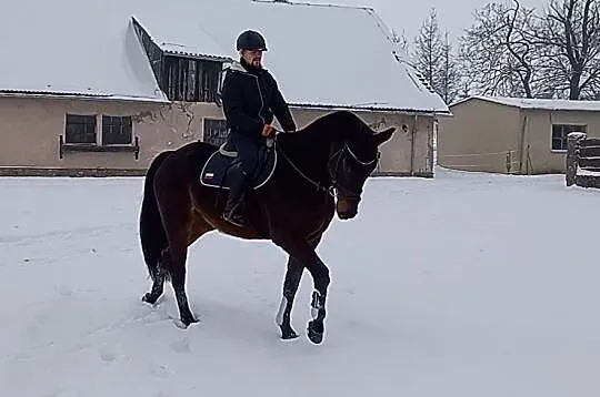 Grzeczny koń dla amatora, , 