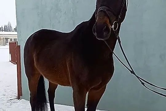 Grzeczny koń dla amatora, , 