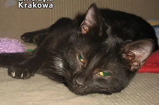Czarna koteczka na szczęście,  małopolskie Kraków
