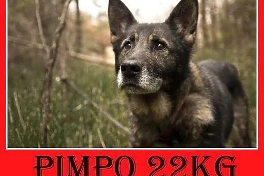 Stróżujący,czujny,wierny mniejszy od owczarka pies