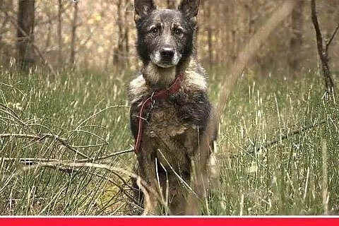 Stróżujący,czujny,wierny mniejszy od owczarka pies