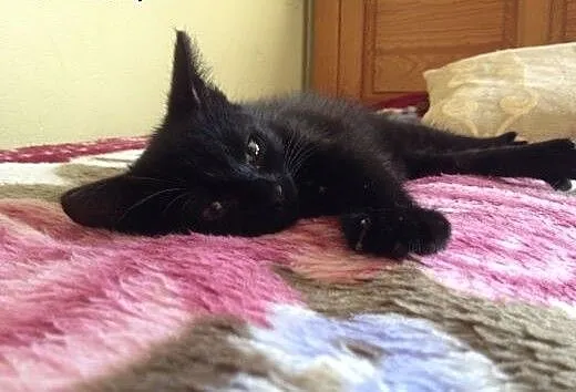 Czarny kocurek 5-6 miesieczny,adopcja!!, świętokr