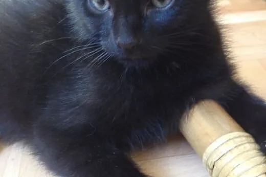 Czarny kocurek 5-6 miesieczny,adopcja!!,  świętokr