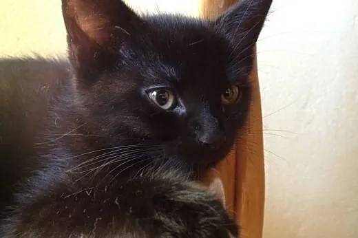 Czarny kocurek 5-6 miesieczny,adopcja!!,  świętokr