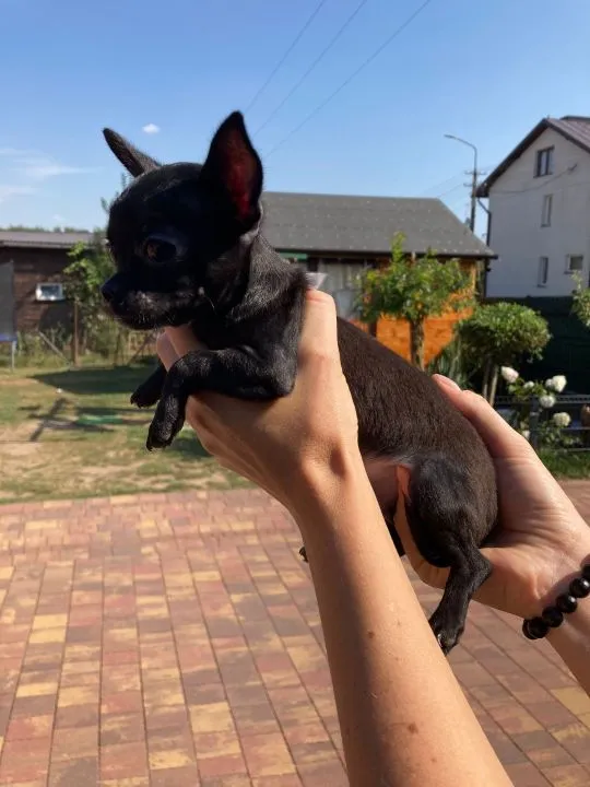 szczeniaki Chihuahua piesek/suczka gotowe do zmiany domu, , Płońsk