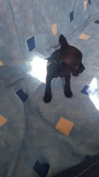 szczeniaki Chihuahua piesek/suczka gotowe do zmiany domu, , Płońsk