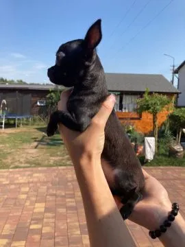 szczeniaki Chihuahua piesek/suczka gotowe do zmiany domu, , Płońsk