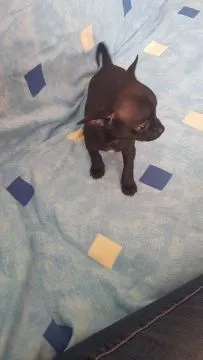 szczeniaki Chihuahua piesek/suczka gotowe do zmiany domu, , Płońsk