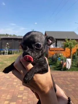 szczeniaki Chihuahua piesek/suczka gotowe do zmiany domu, , Płońsk