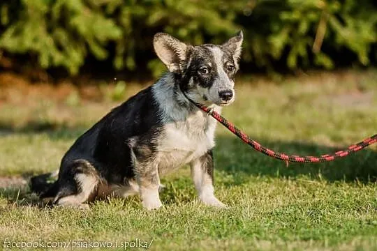 Pati, cudowna młodziutka ucholinka do pokochania!