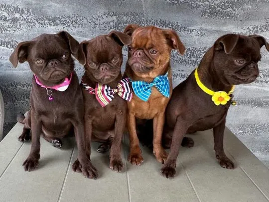 Chocolate Brussel Griffon Petit Brabançon (Smooth Brussel Griffon szczenięta na sprzedaż