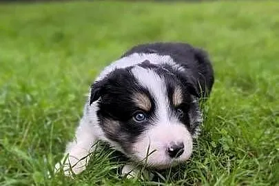 Border Collie po czekoladowej matce. Zapraszam do rezerwacji., Śląskie, Ostrowy nad Okszą