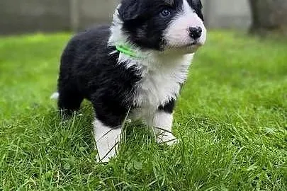 Border Collie po czekoladowej matce. Zapraszam do rezerwacji., Śląskie, Ostrowy nad Okszą