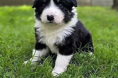 Border Collie po czekoladowej matce. Zapraszam do rezerwacji., Śląskie, Ostrowy nad Okszą