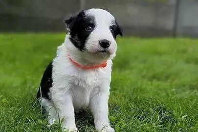 Border Collie po czekoladowej matce. Zapraszam do rezerwacji., Śląskie, Ostrowy nad Okszą