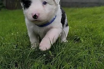 Border Collie po czekoladowej matce. Zapraszam do rezerwacji., Śląskie, Ostrowy nad Okszą