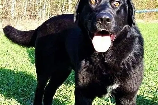 NERO - piękny psiak w typie czarnego labradora marnieje w schronisku