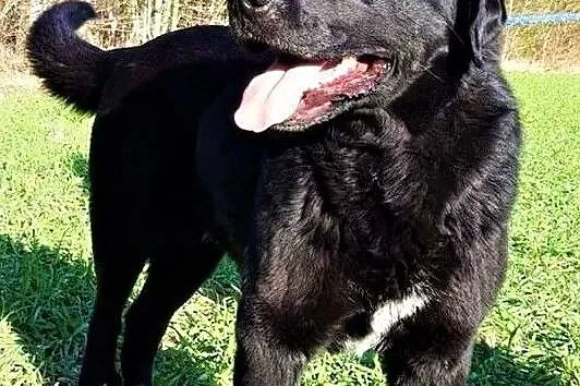 NERO - piękny psiak w typie czarnego labradora marnieje w schronisku, Mazowieckie, Warszawa