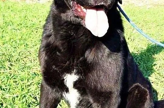 NERO - piękny psiak w typie czarnego labradora marnieje w schronisku, Mazowieckie, Warszawa
