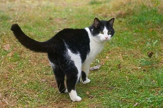 3 letnia kotka Prusia szuka domu