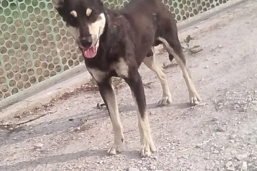 Piękny piesek SZUKA PRAWDZIWEGO DOMU,  świętokrzys