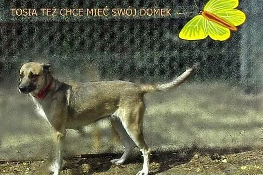 TOSIA-wspaniała, kochana i mądra sunia wyczekuje domu!,  mazowieckie Warszawa