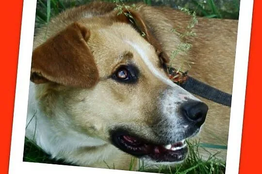 Suczka 15 kg,kontaktowa,towarzyska,przytulaśna ORA