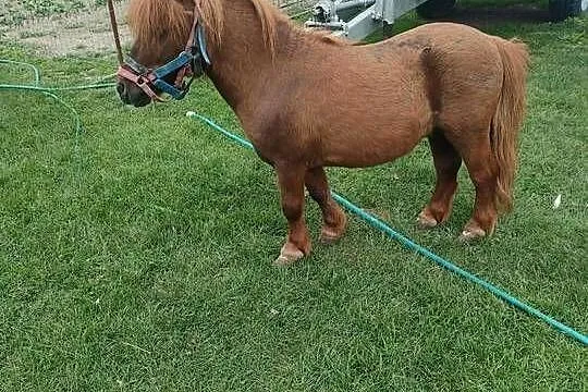 Sprzedam ogiera